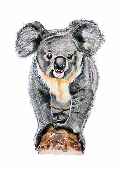 ilustración infantil koala