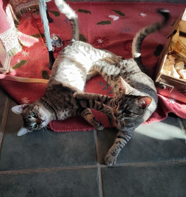 Gatos hermanos Tico y Guille. Para retratos personalizados