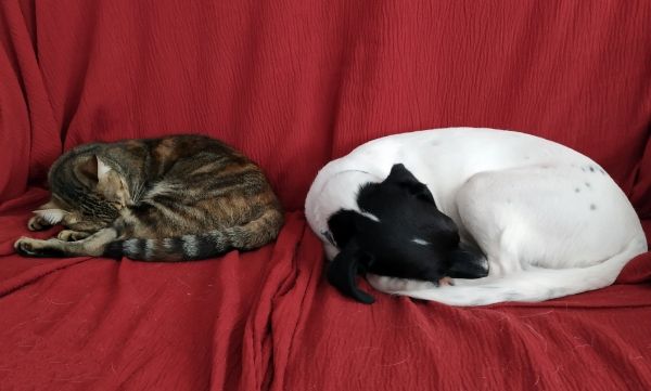 Greta y Robin mascotas para retratos de animales en tienda online Macarena Art