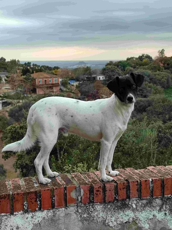 Imagen de perro en la sierra para retratos personalizados