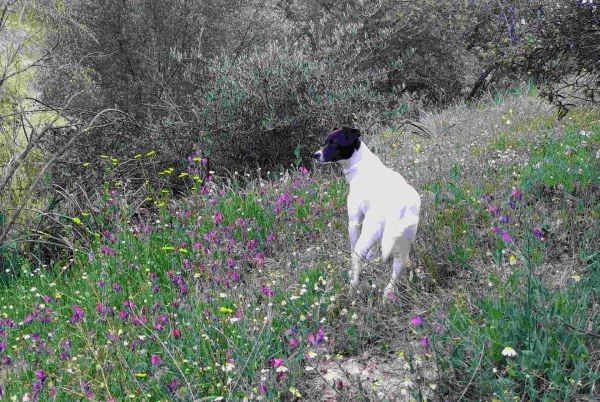 Robin en el campo. Imagen para encargos personalizados de pintura de mascotas