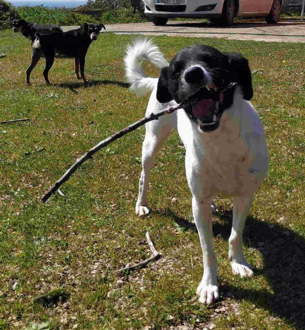 Perro jugando con palo para retratos personalizados en pintura