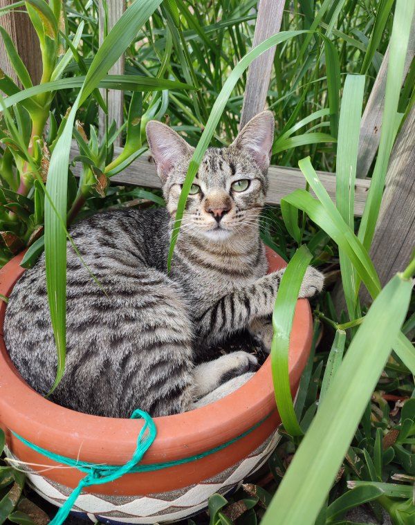 foto de gato para encargo de retrato personalizado en pintura
