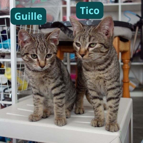 gatitos del estudio de pintura de Macarena Art