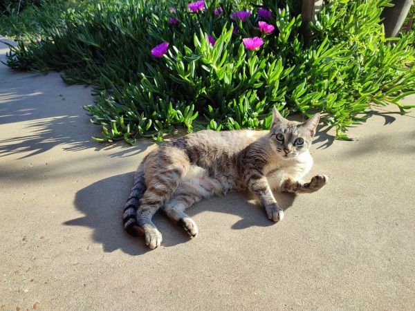 gato para encargos de mascotas personalizados