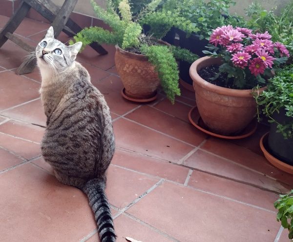 gato para pintura personalizada de retratos