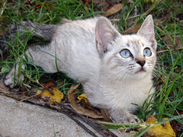 gato para pintura por encargo de mascotas