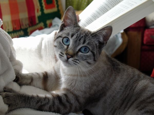 gato para retrato de pintura de mascotas