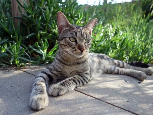 gato para retrato personalizado en pintura