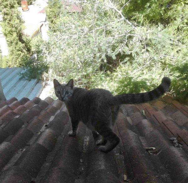 gato sobre el tejado para pinturas por encargo de animales