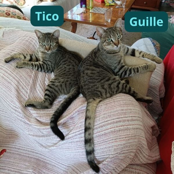 gatos para encargo de retratos de mascotas personalizados