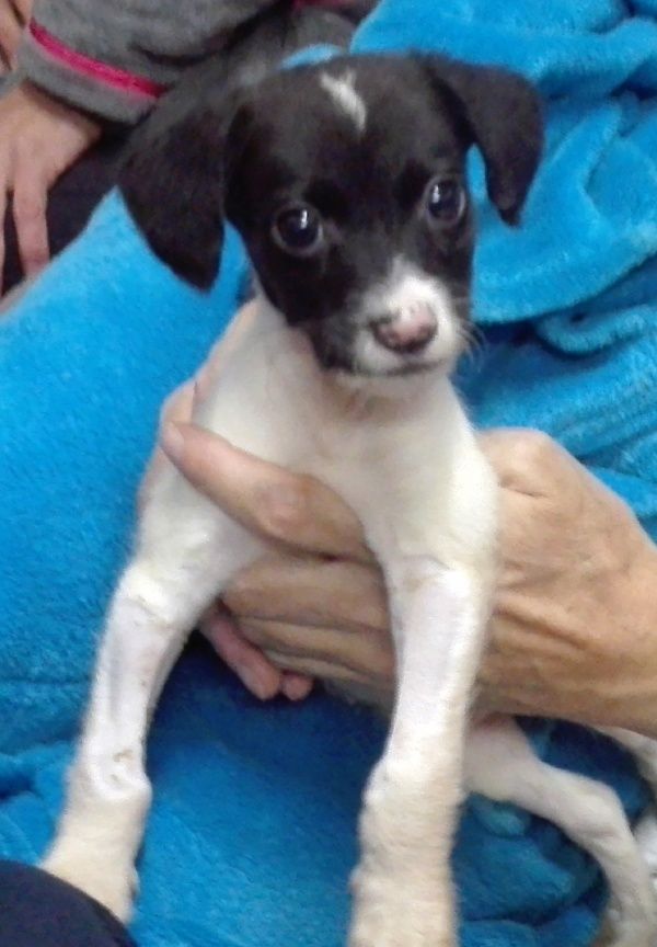 imagen de cachorrito de perro para retrato de pintura