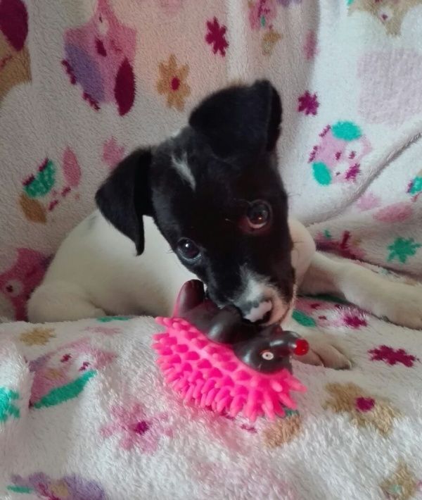 imagen de cachorro de perro con juguete de Macarena Art