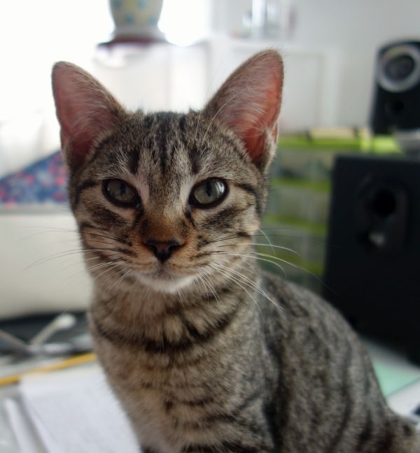 imagen de gato para encargos de retratos pintados