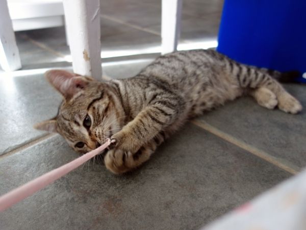 Imagen de gato para retratos personalizados
