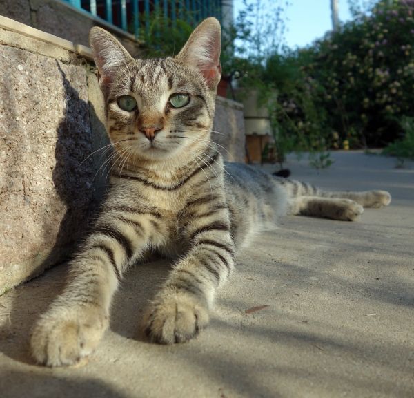 imagen de gato para retratos pintados por encargo