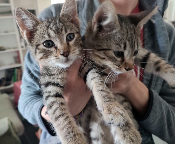 imagen de gatos hermanos de Macarena Art tienda online