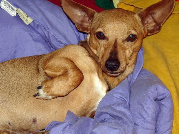 imagen de perro para encargo de retrato de mascotas pintados