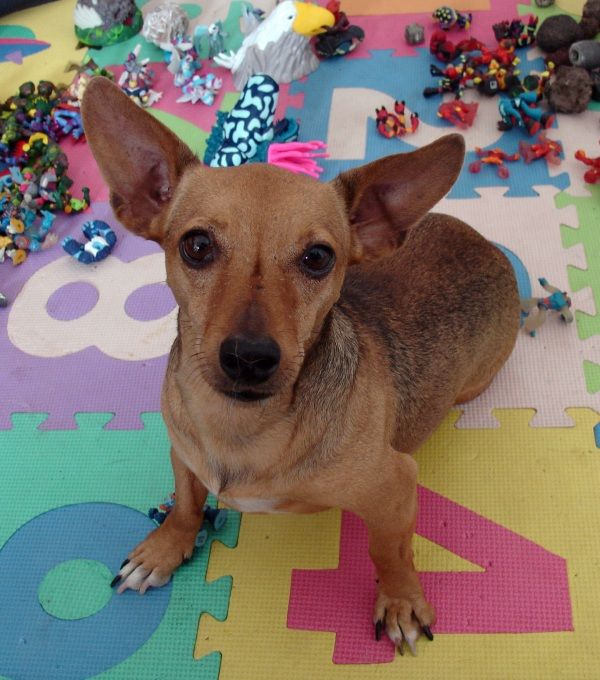 perro para encargo de pinturas de animales