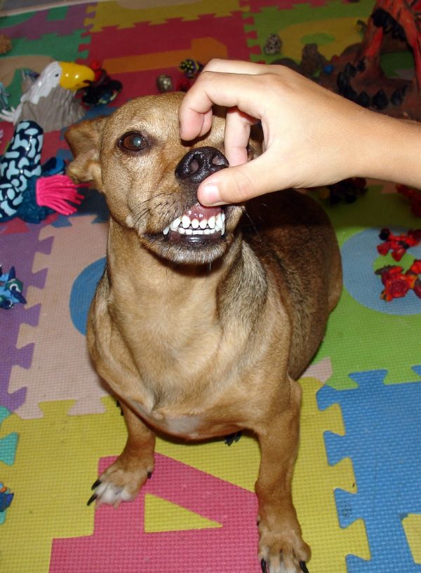 perro para pintura por encargo de animales