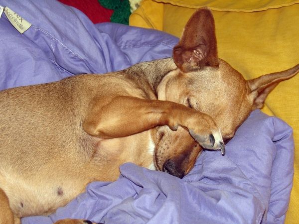 perro para retratos de mascotas pintados a mano