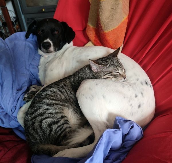 retrato de perro y gato para pintura por encargo