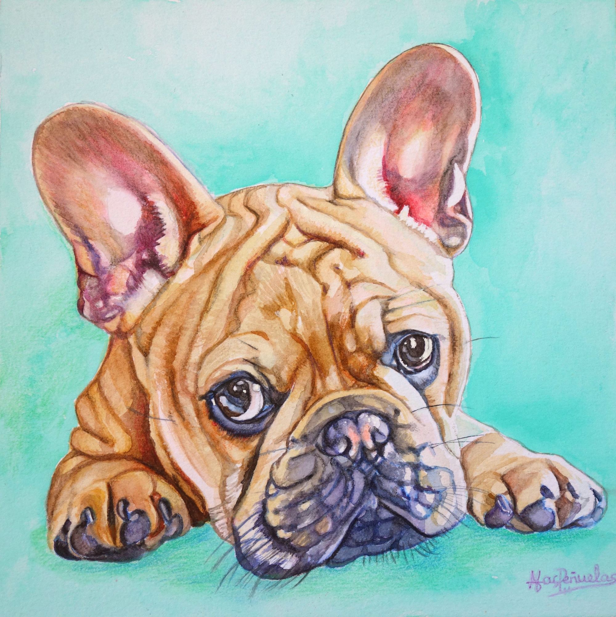 Cachorro bulldog, acuarela sobre papel de acuarela de 20x20 cm. Carita de un cachorro de bulldog tumbado de frente, mostrando sus manitas. Color canela. Fondo menta suave.