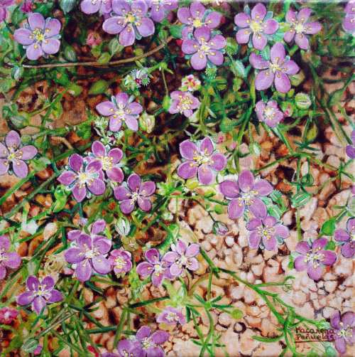 Centauras en el Jardín, acrílico sobre lienzo 3D de 30x30 cm con cantos pintados. Fragmento de flores de centaura silvestres que crecen entre la grava, representadas con gran detalle y sensibilidad.