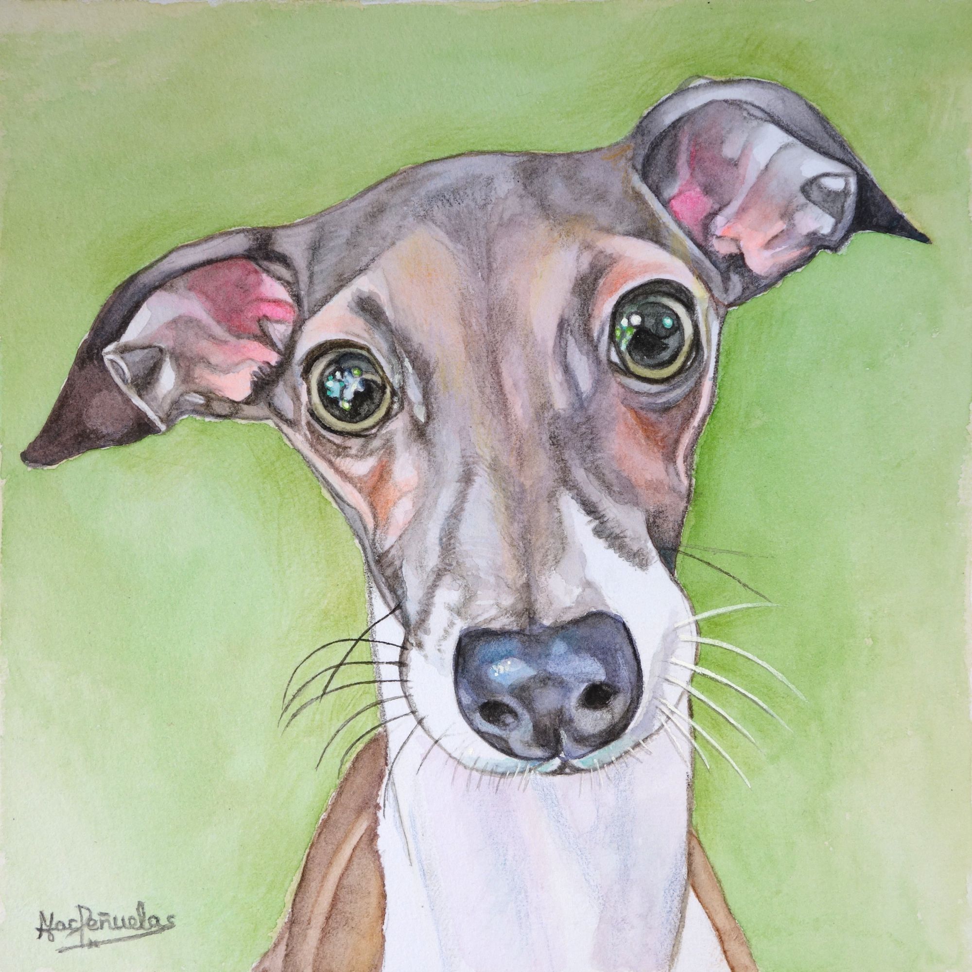 Lebrel, acuarela sobre papel de acuarela de 20x20 cm. Retrato de la cara de un lebrel en colores blanco, canela y pardo grisáceo con ojos mostaza verdoso. Fondo verde amarillento.