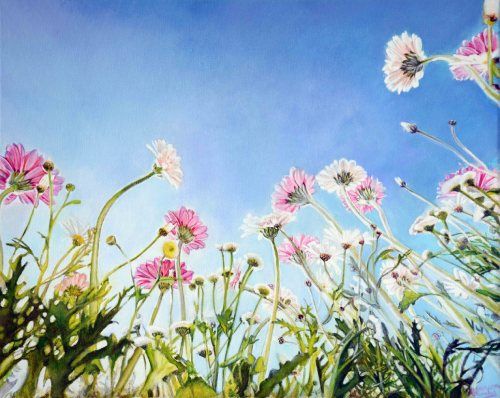 Prado de margaritas, acrílico sobre lienzo de 33x41 cm. Paisaje con fondo de cielo azul. Vista desde el suelo de margaritas blancas y rosas con tallos verdes.