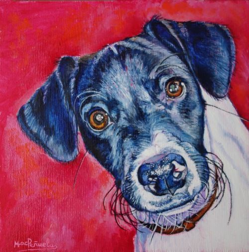 Robin, óleo al agua sobre madera de haya acunada de 20x20 cm. Retrato de la cara de Robin, un perro blanco y negro con collar marrón. Fondo rojo.